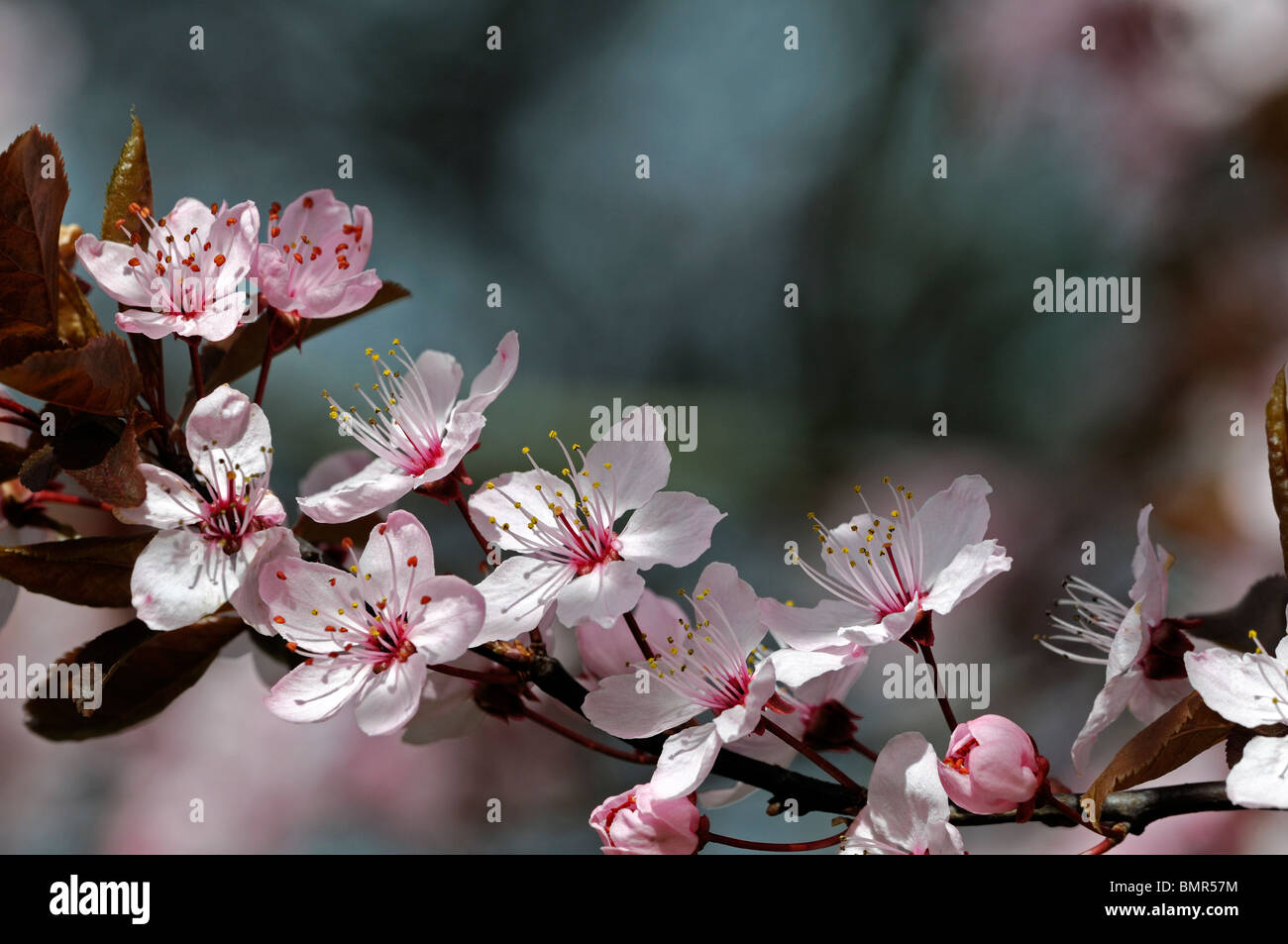 Prunus spring hi-res stock photography and images - Page 2 - Alamy