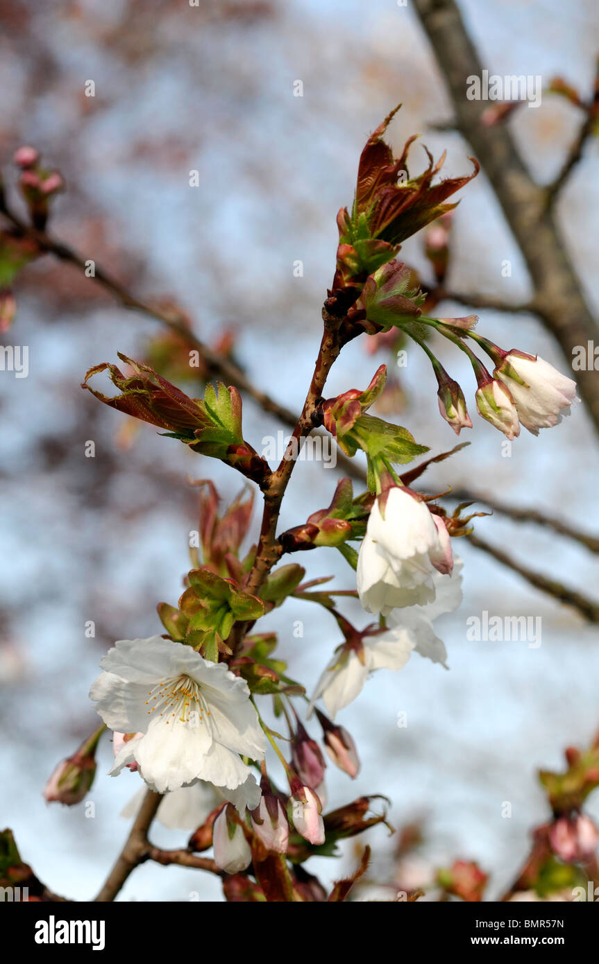 Kanzan cherry tree hi-res stock photography and images - Alamy