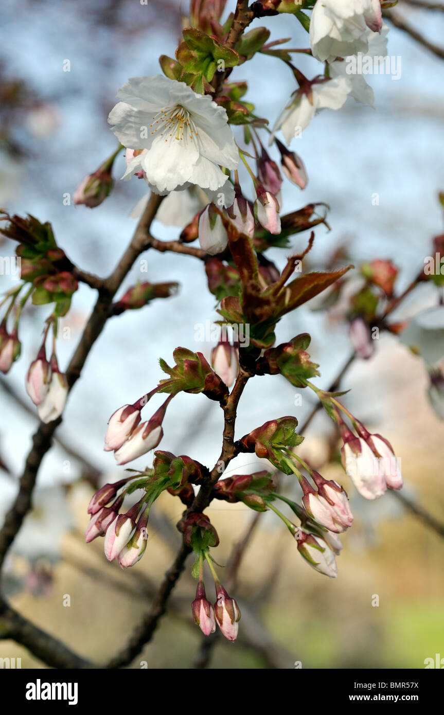 https://c8.alamy.com/comp/BMR57X/prunus-serrulata-hisakura-kanzan-cherry-tree-blossom-flower-early-BMR57X.jpg