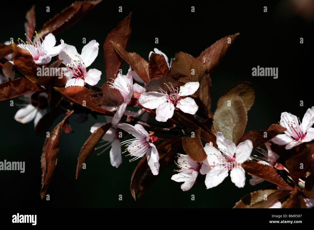prunus pissardi roebuck castle flowering plum pink flowers bloom
