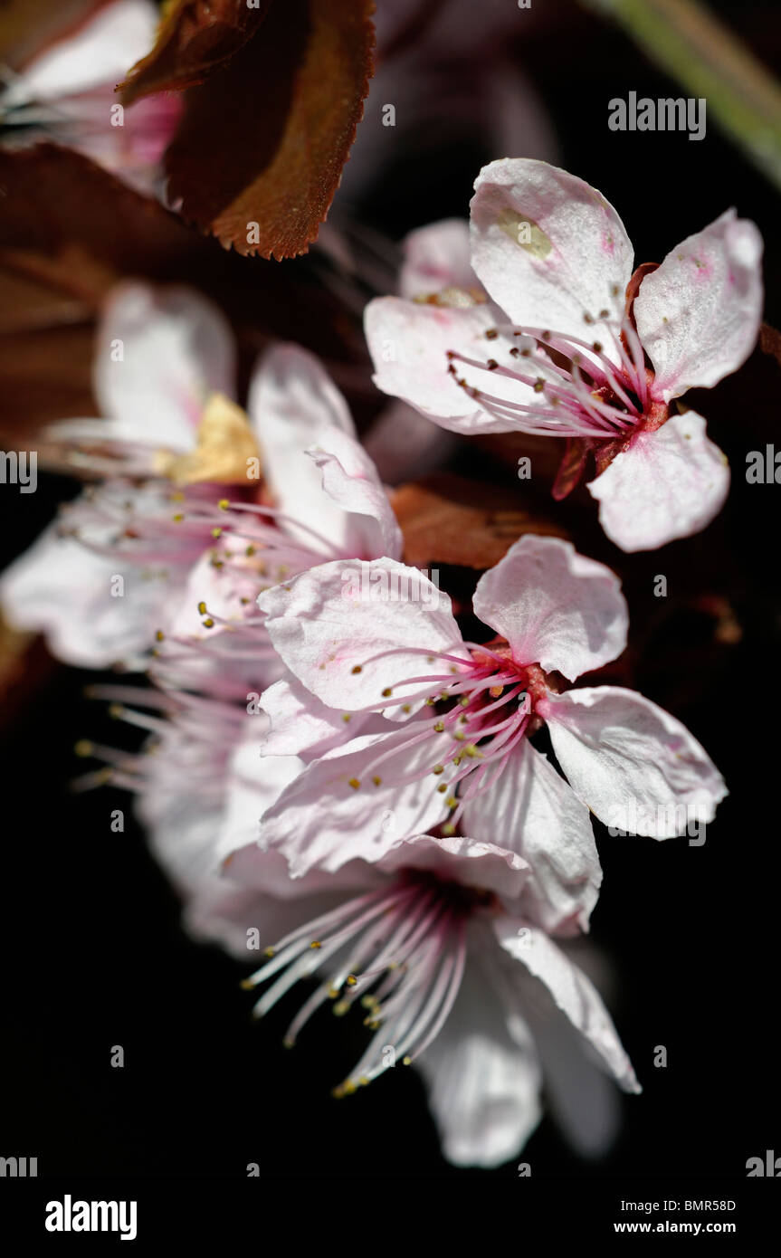 prunus pissardi roebuck castle flowering plum pink flowers bloom