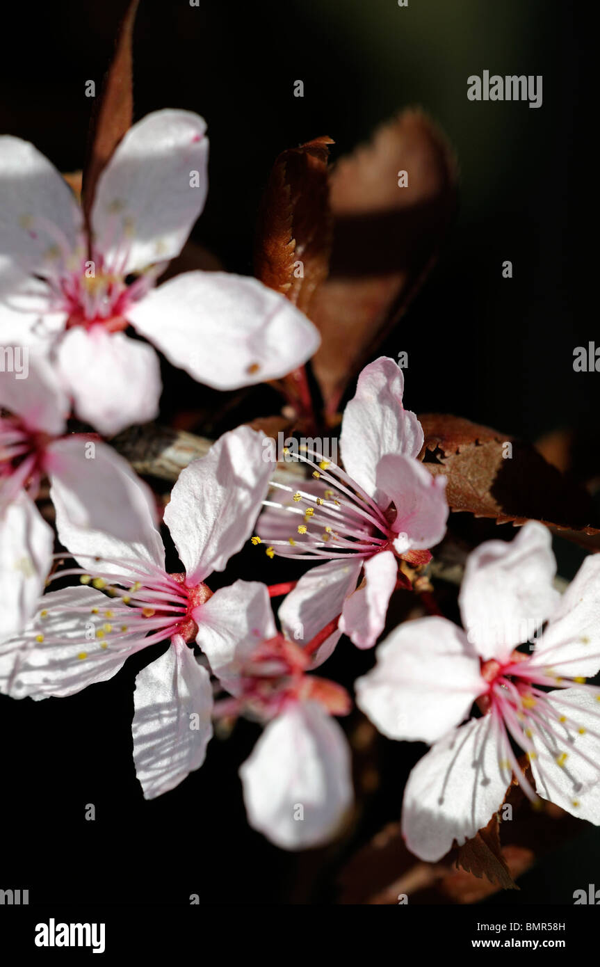 prunus pissardi roebuck castle flowering plum pink flowers bloom