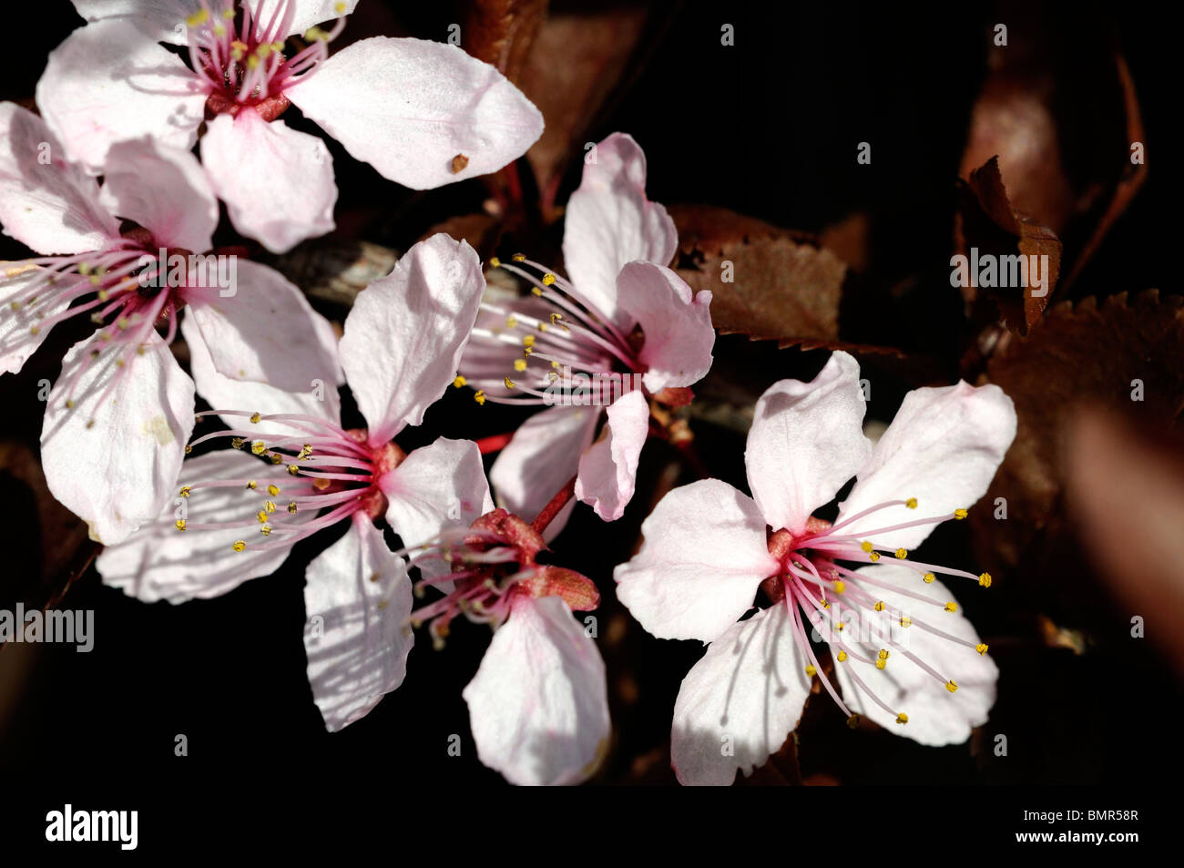 prunus pissardi roebuck castle flowering plum pink flowers bloom