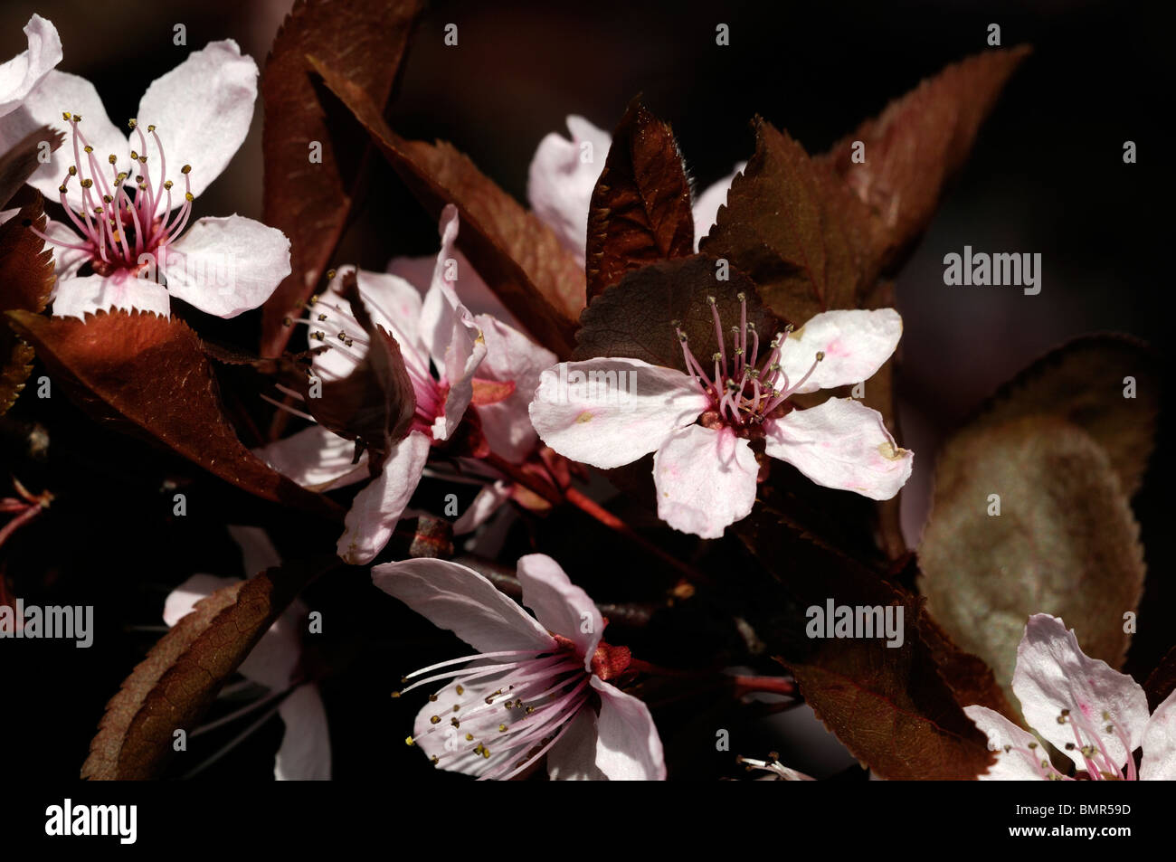 prunus pissardi roebuck castle flowering plum pink flowers bloom