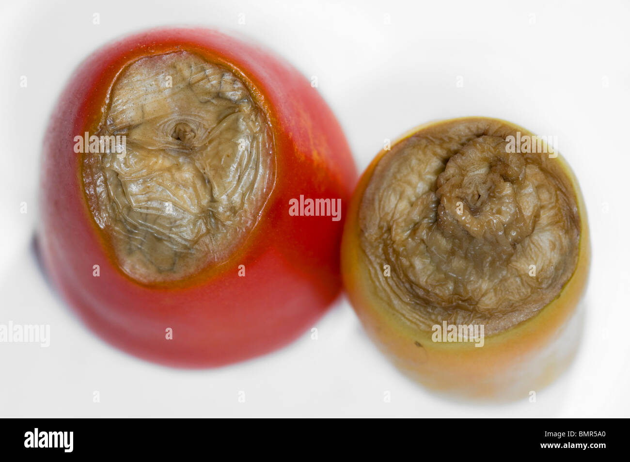 Blossom end rot hires stock photography and images Alamy