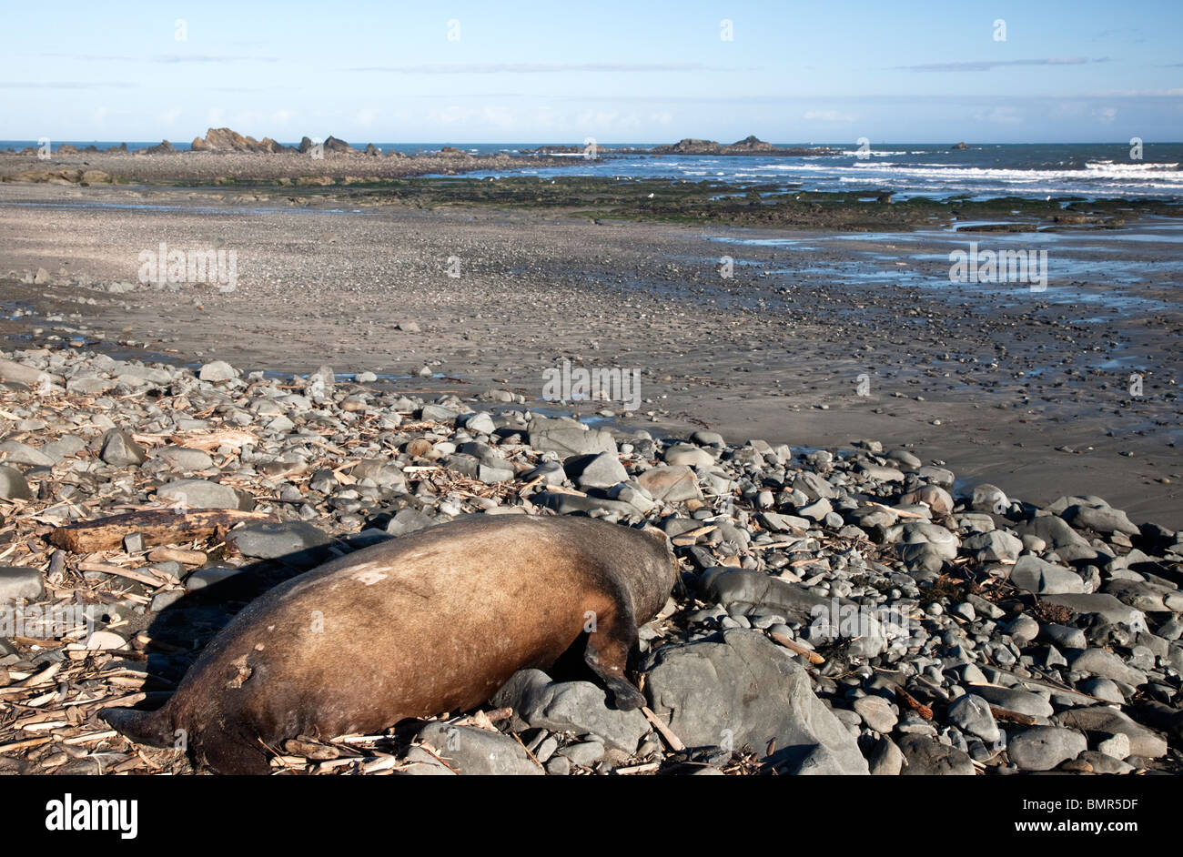 Deceased 'crested' Sea Lion bull, low tide, beach, morning light, California, Stock Photo