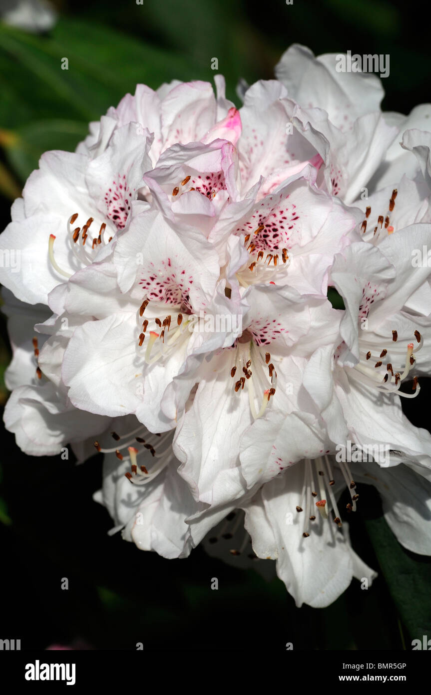 rhododendron boddaertianum hybrid white pink spotted flower bloom blossom spring evergreen shrub Stock Photo