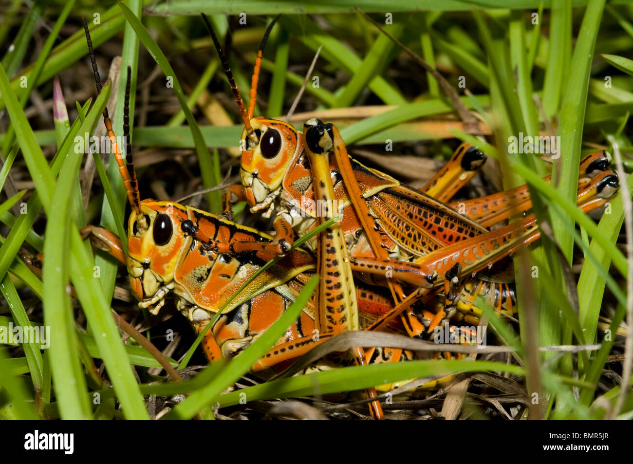 Eastern Lubber Grasshopper (Romalea guttata) photographed mating in the ...
