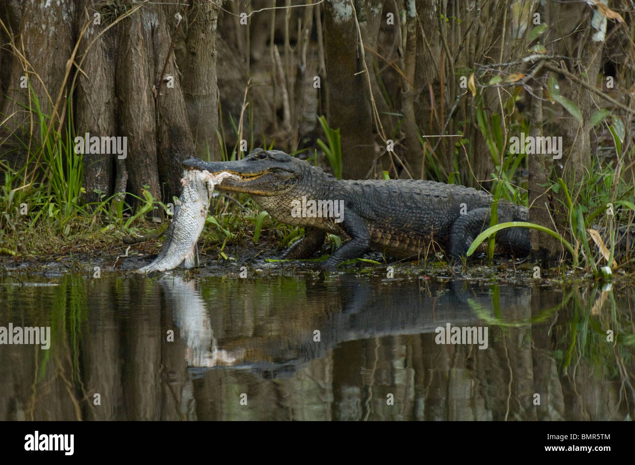 American Alligator (Alligator mississippiensis) feeding on a common snook in the Florida Everglades. Stock Photo