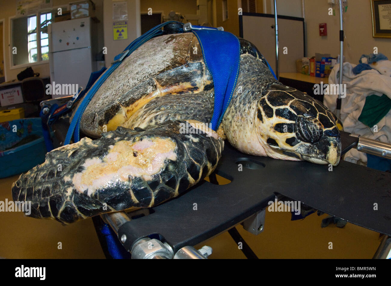 Hawsbill Sea Turtle (Eretmochelys imbricata) being treated at the Loggerhead Marinelife Center in Juno Beach, FL Stock Photo