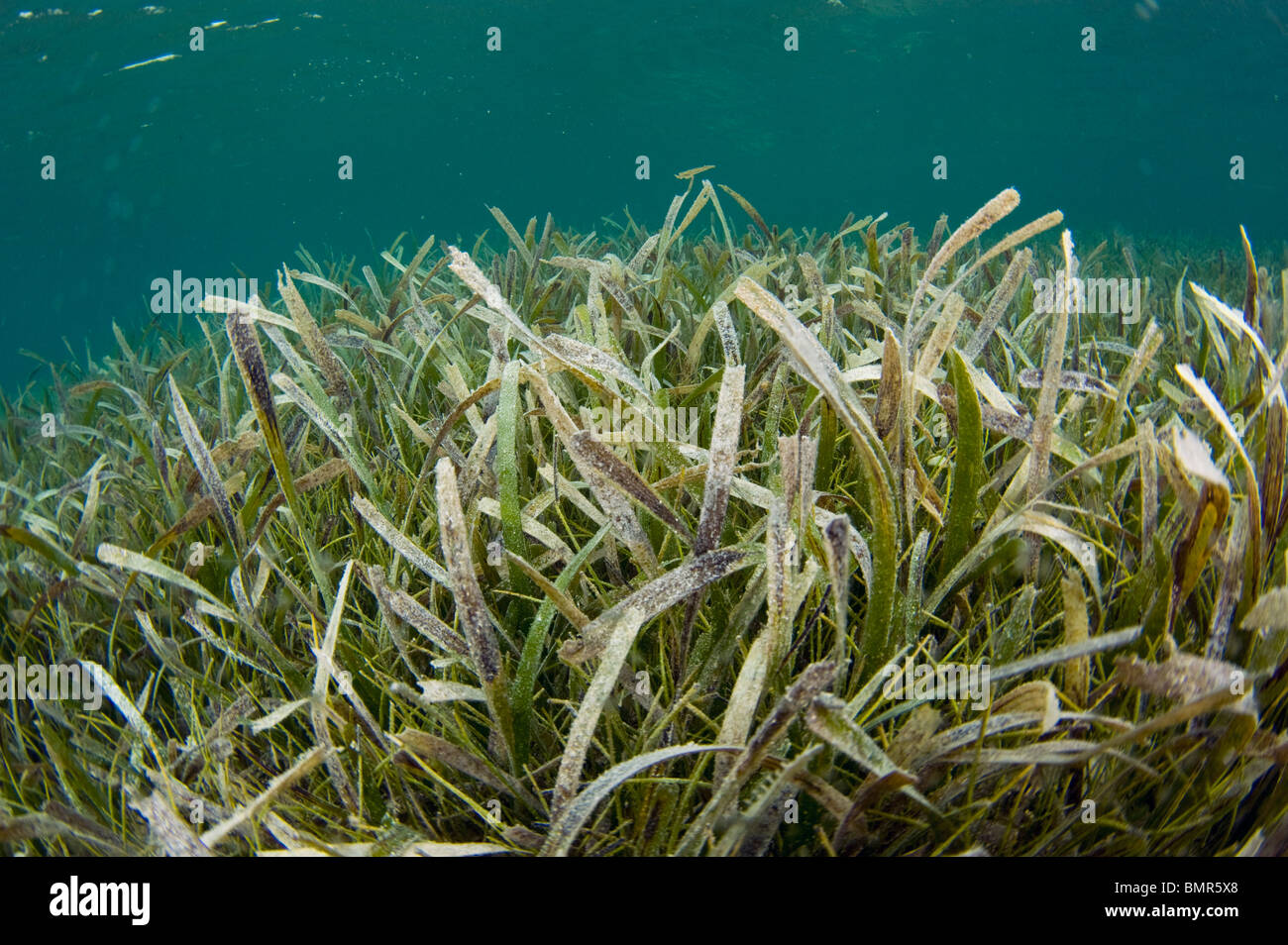 Turtle Sea Grass (Thalassia testudinum) in Southwest Caye, Belize, Central America, Caribbean Sea Stock Photo