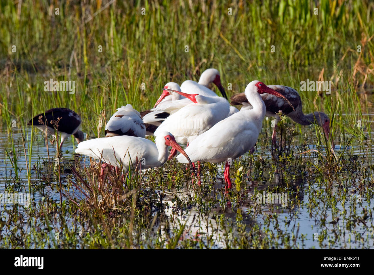 American White Ibis (Eudocimus albus) photographed in Grassy Waters Reserve, a wetland near West Palm Beach, FL. Stock Photo