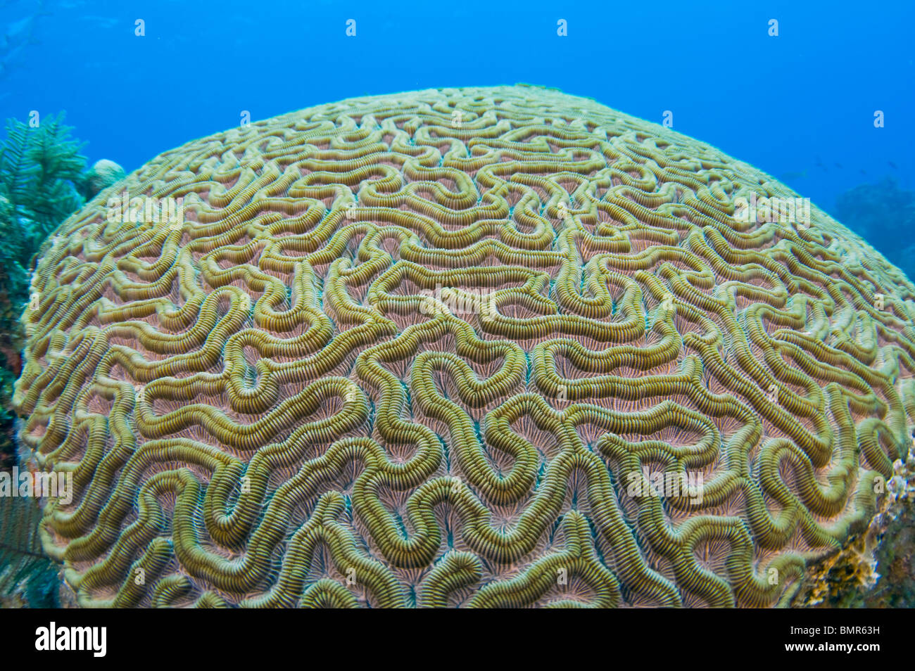 Brain Coral (Diploria sp.) in the barrier reef in Belize, Central America, Caribbean Sea Stock Photo
