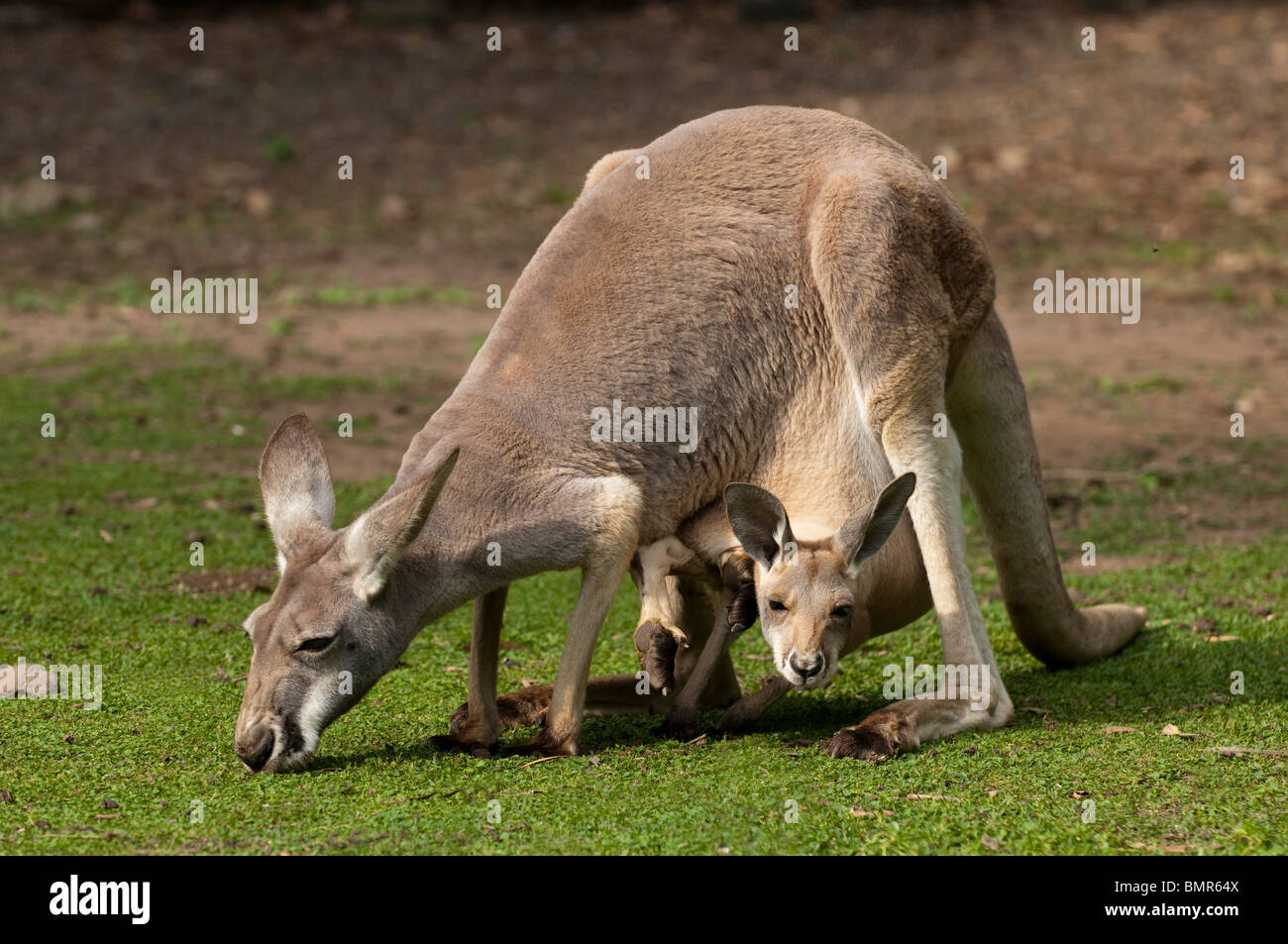 Eastern Gray Kangaroo mother with Joey in pouch, Queensland, Australia Stock Photo