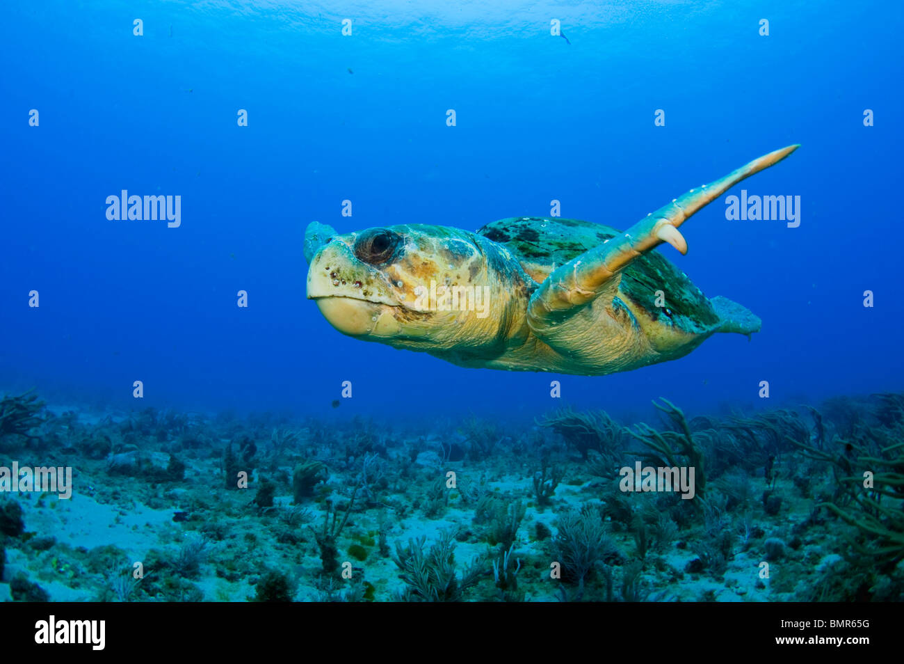 Loggerhead Sea Turtle (Caretta caretta) in Palm Beach County, FL. Stock Photo