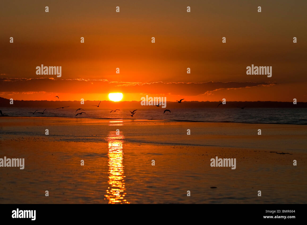 Seabirds on Flinders Beach at sunset, North Stradbroke Island, Queensland, Australia Stock Photo
