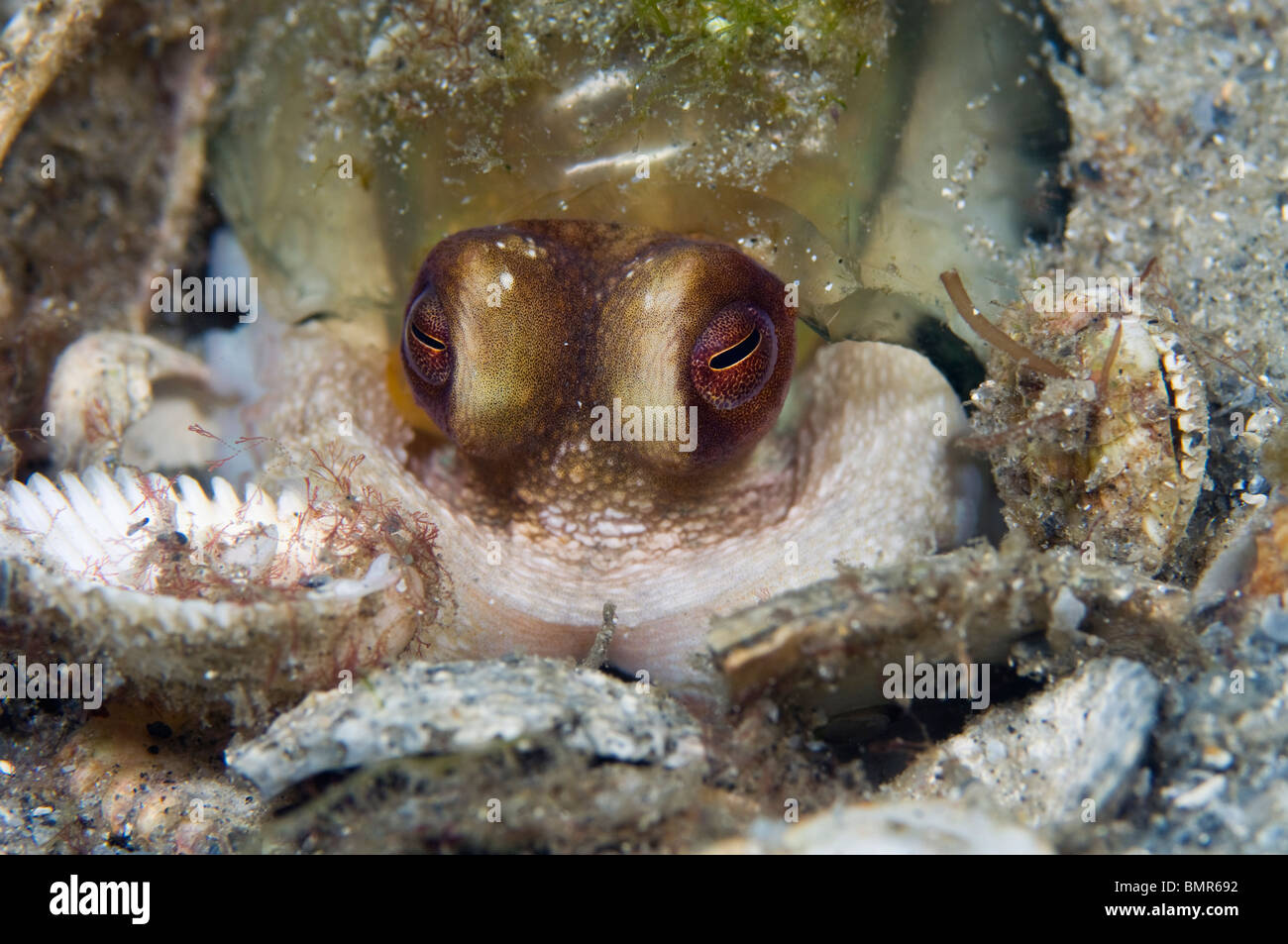 Reef Octopus (Octopus briareus) photographed in the Lake Worth Lagoon, Palm Beach, FL. Stock Photo
