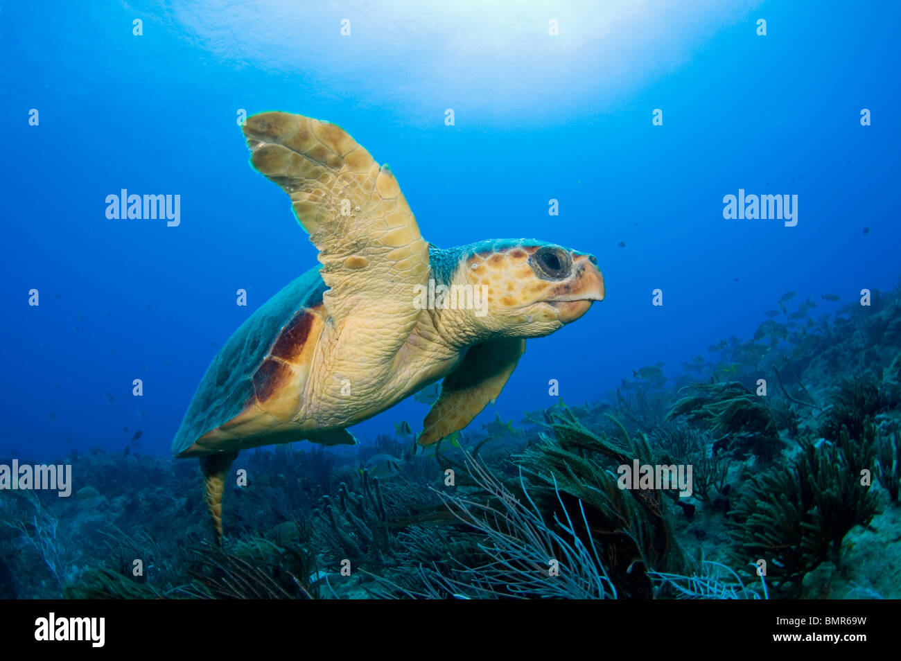 Loggerhead Sea Turtle (Caretta caretta) in Palm Beach County, FL. Stock Photo