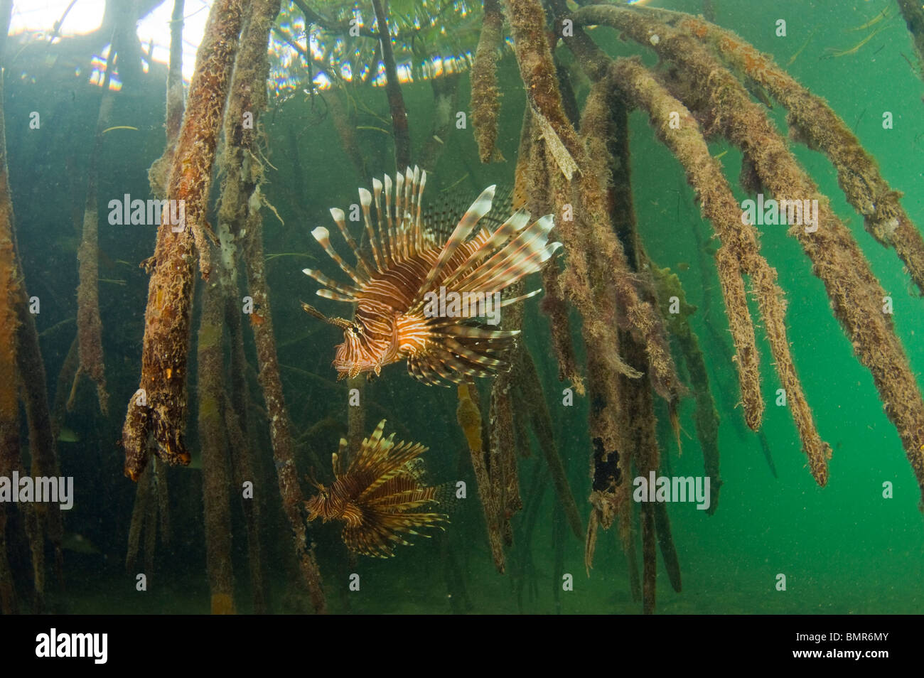 Volitans Lionfish (Pterois volitans), an invasive species, in the mangroves of Southwest Caye in Belize. Stock Photo