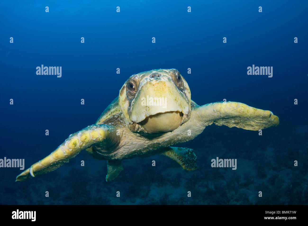 Loggerhead Sea Turtle (Caretta caretta) in Palm Beach County, FL. Stock Photo