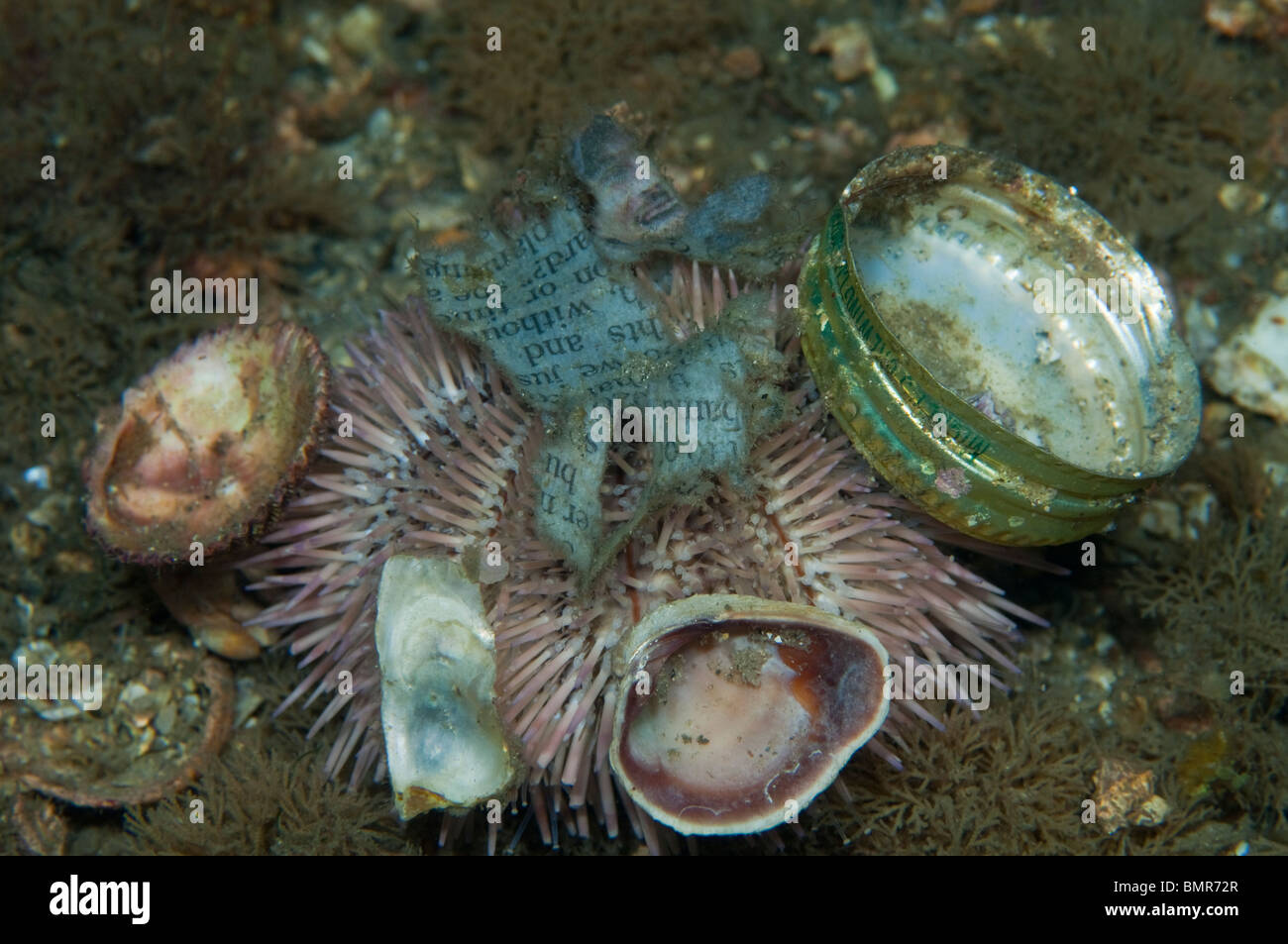 Sea Urchin (Lytechinus variegatus) with shells, beer bottle cap and newspaper attached to it. Stock Photo