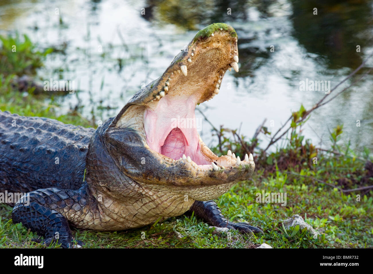 Wild, unrestrained American Alligator (Alligator mississippiensis) yawning in Shark Valley, Everglades National Park, Florida. Stock Photo