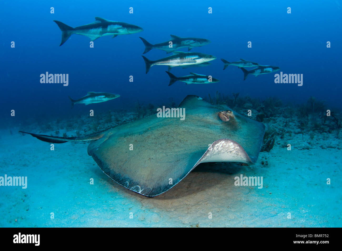 Large Roughtail Stingray (asyatis centroura) followed by a school of Cobia (Rachycentron canadum) in Palm Beach, FL. Stock Photo