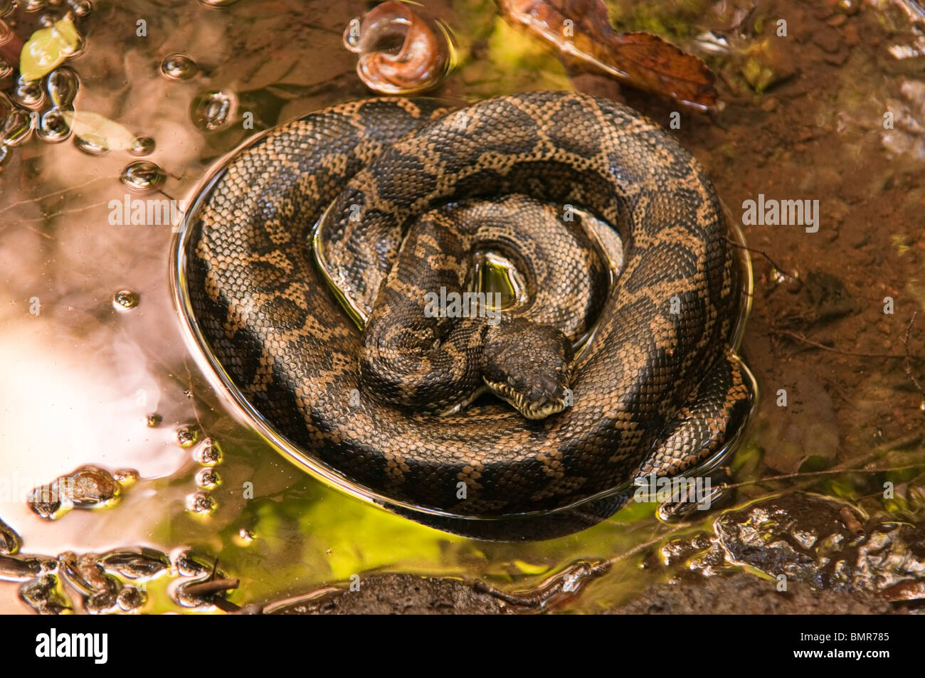 Coiled python hi-res stock photography and images - Alamy