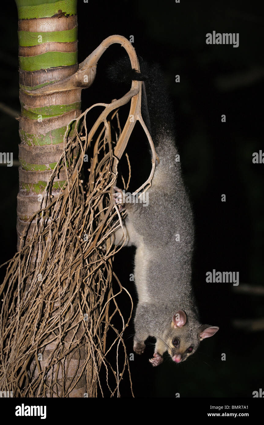 Brushtailed possum in palm tree, Brisbane, Queensland, Australia Stock Photo Alamy