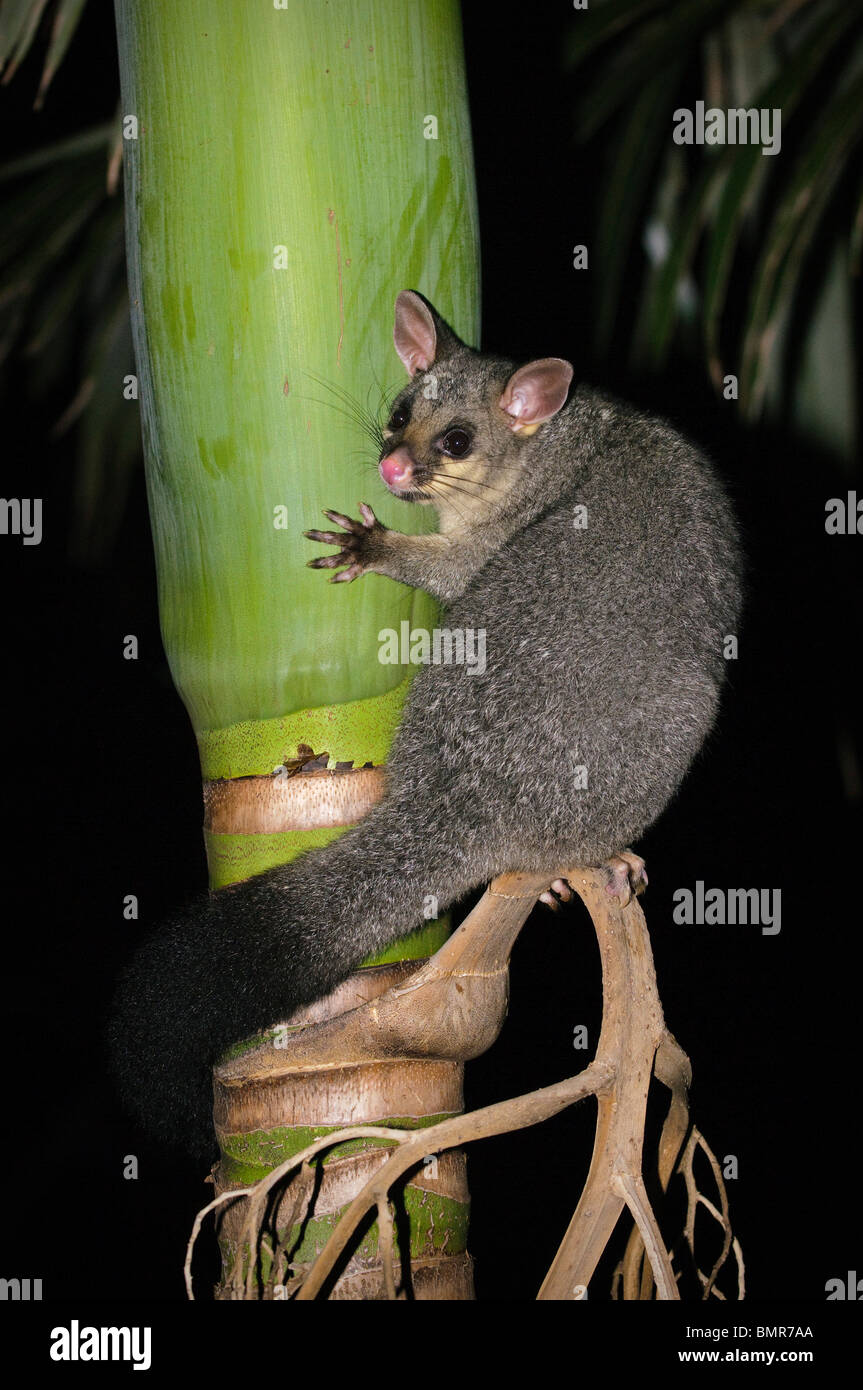 Brushtailed possum in palm tree, Brisbane, Queensland, Australia Stock Photo Alamy