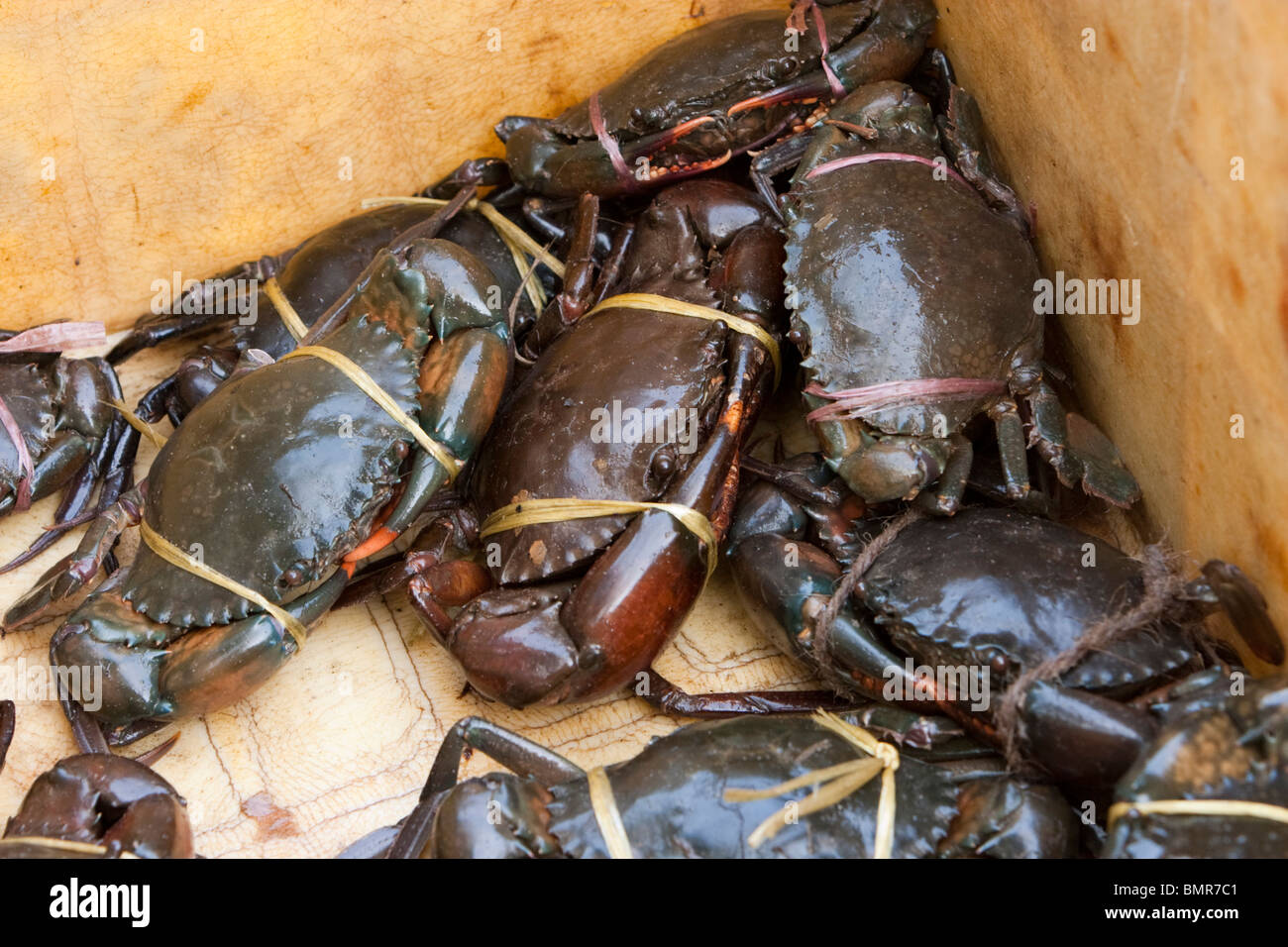 Live edible crabs with claws tied for sale in Kochi, Kerala, India