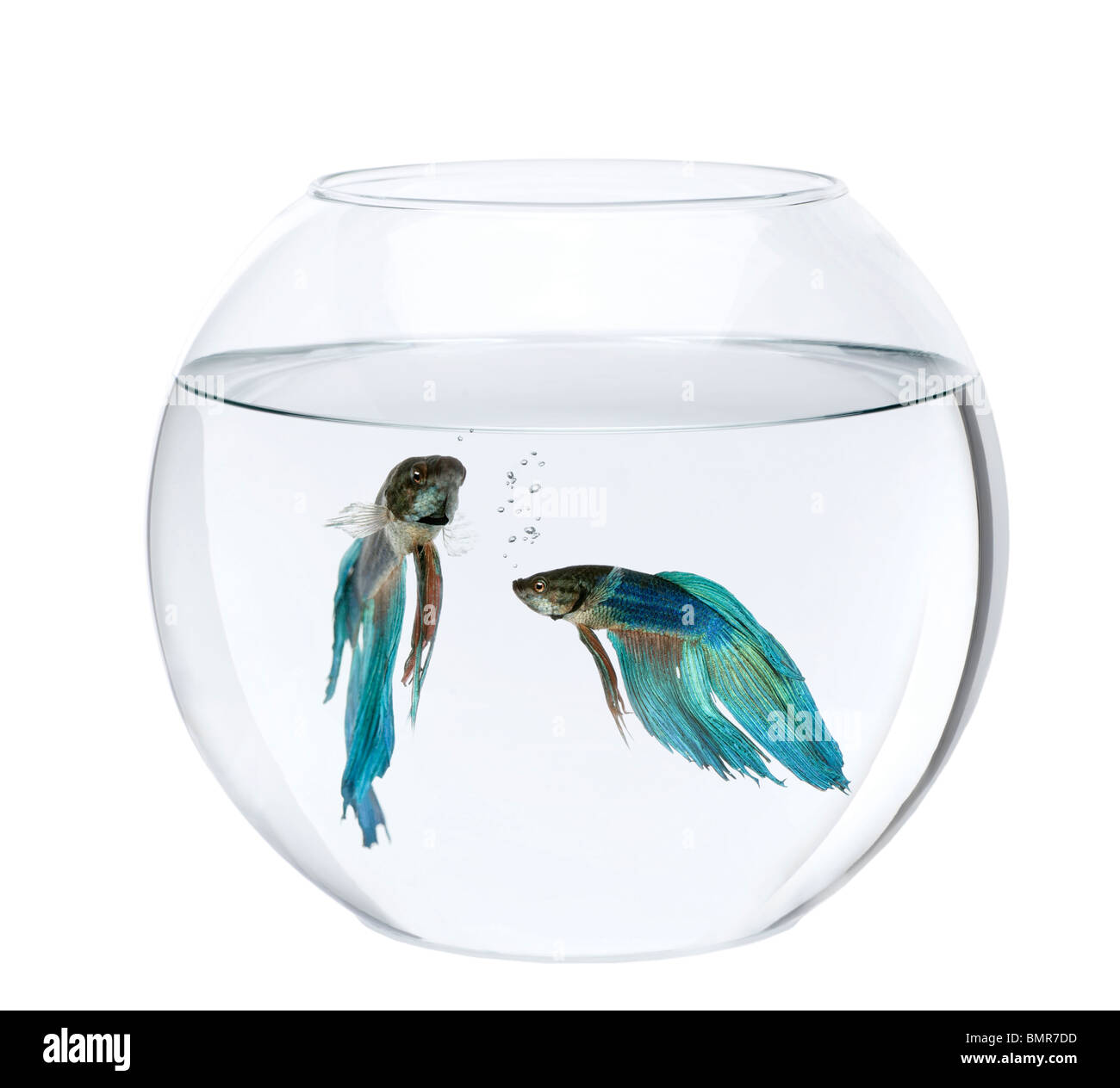 Blue Siamese fighting fish in fish bowl, Betta Splendens, in front of white background Stock Photo