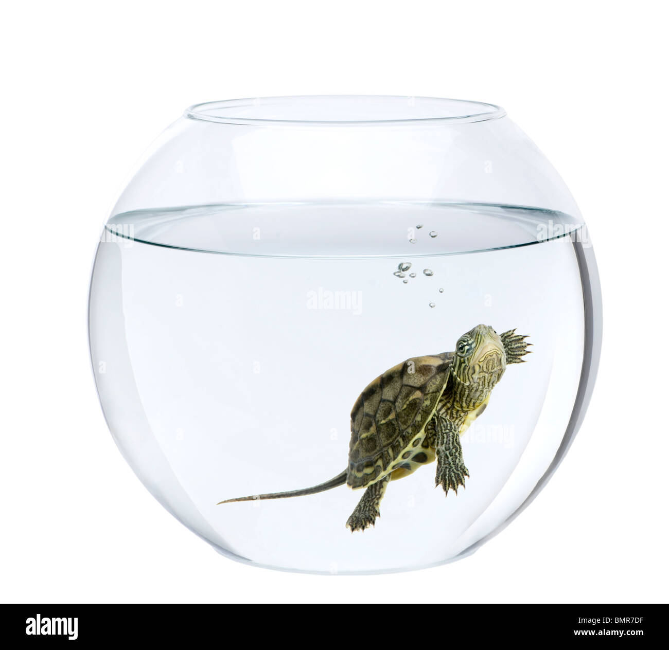 Small turtle swimming in fish bowl, in front of white background Stock Photo