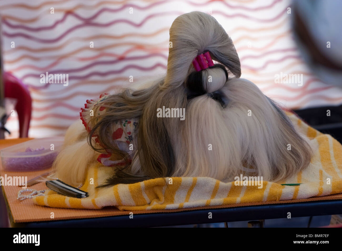 Shih Tzu dog at a dog show in Bangalore Stock Photo Alamy