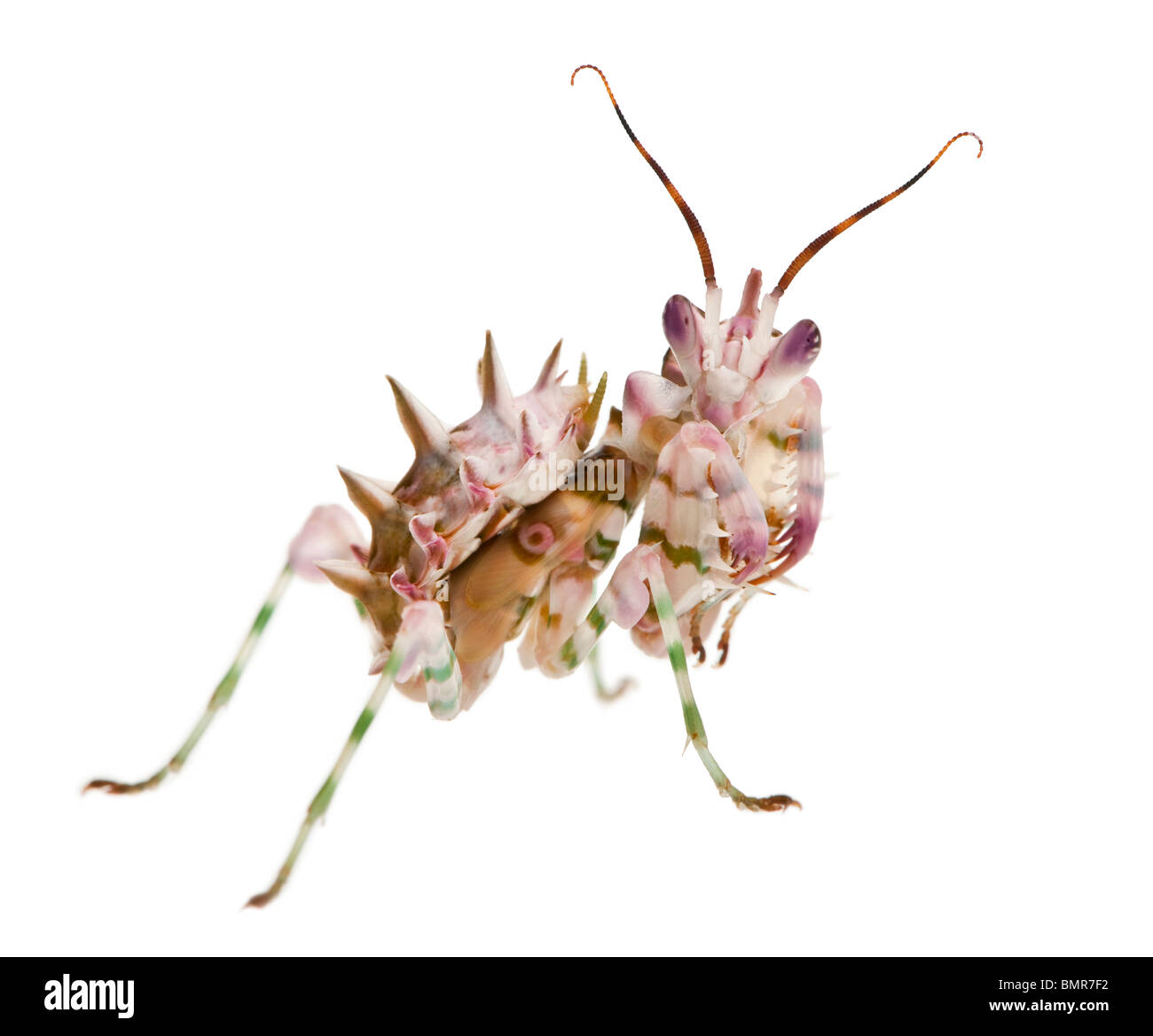 Spiny flower mantis, Flower Mantis, Pseudocreobotra Wahlbergii, in front of white background Stock Photo