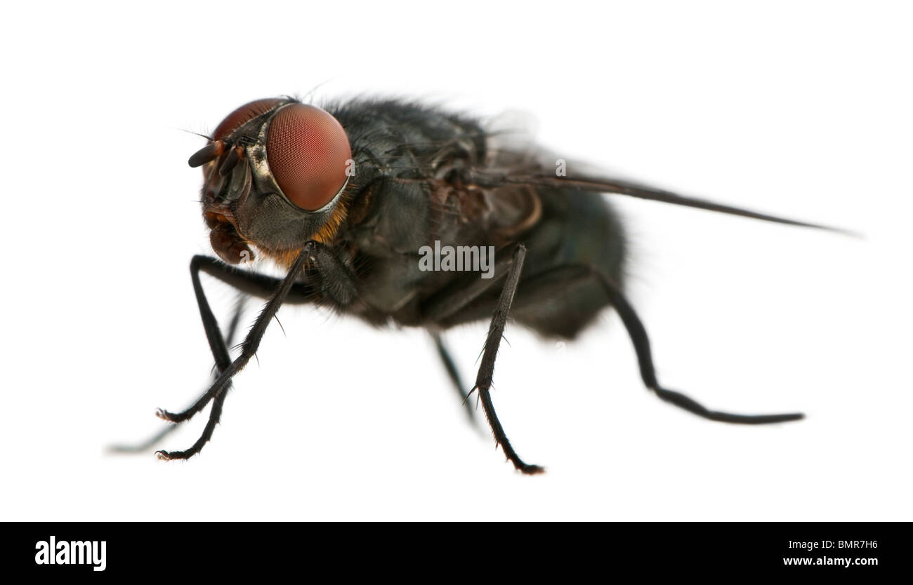 Housefly, Musca domestica, in front of white background Stock Photo