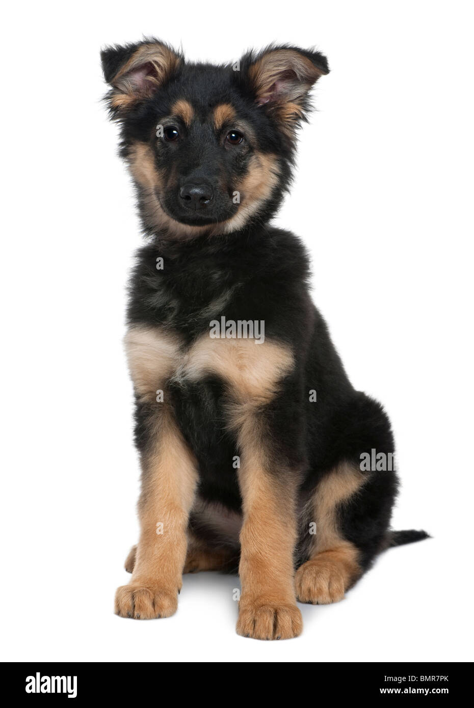 German Shepherd puppy, 3 months old, sitting in front of white background Stock Photo