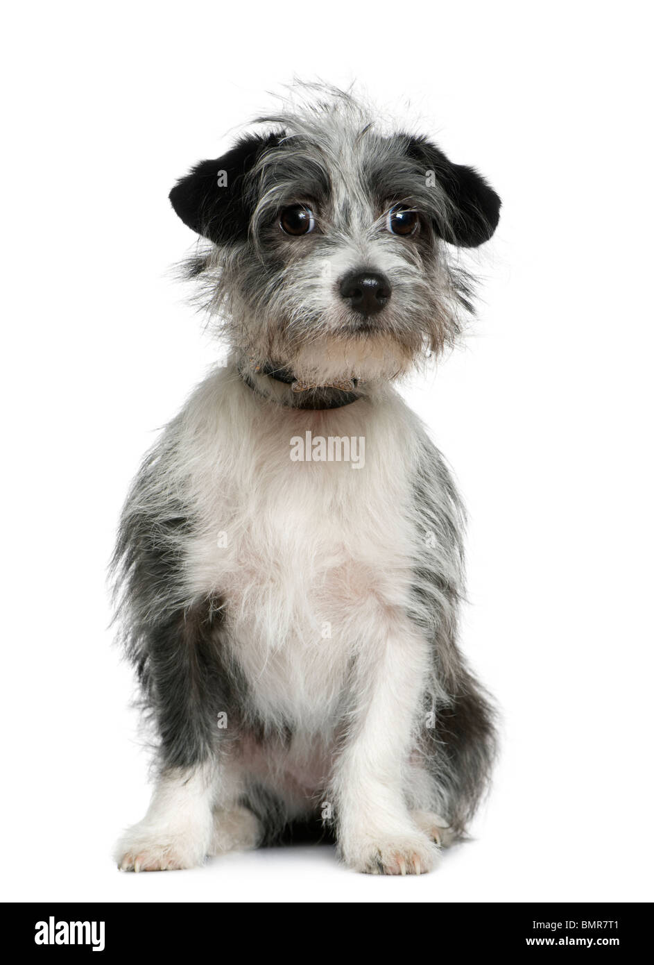 Mixed-breed dog, 6 months old, sitting in front of white background Stock Photo