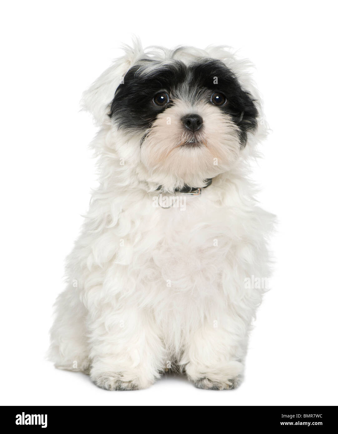 Havanese puppy cut images 2025