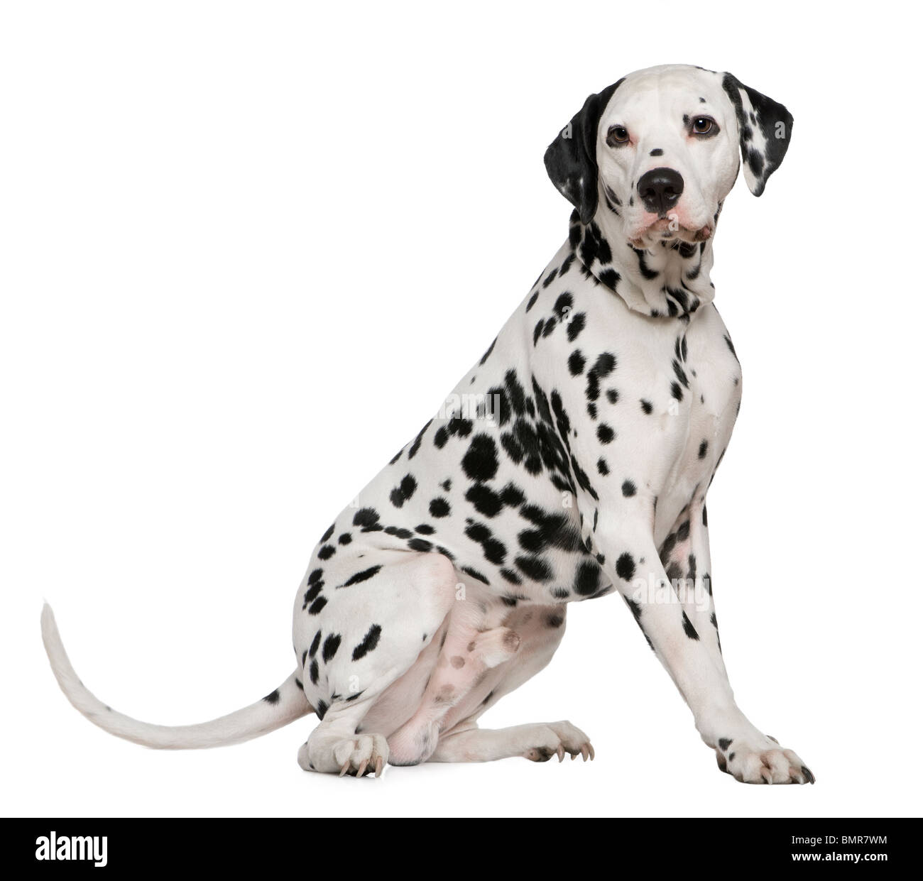 Dalmatian, 4 years old, sitting in front of white background Stock Photo