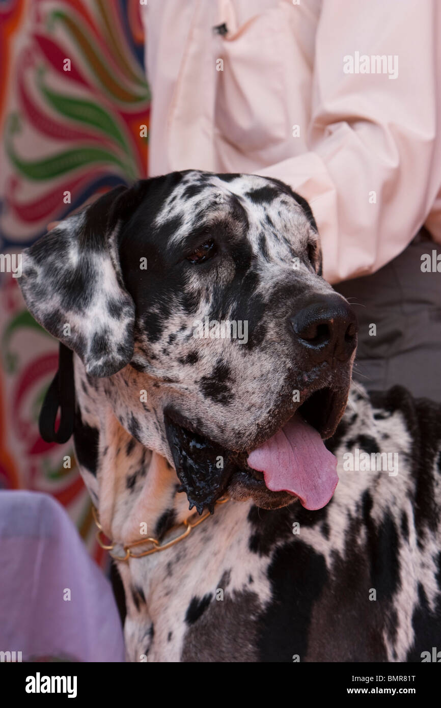 Dog show great dane hires stock photography and images Alamy