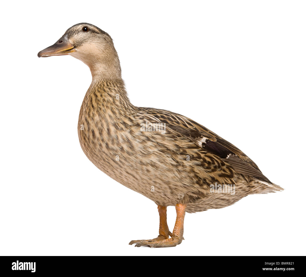 Female Mallard, 1 year old, standing in front of white background Stock Photo