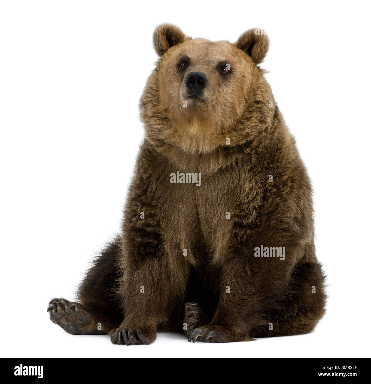 Female Brown Bear, 8 years old, sitting against white background Stock Photo