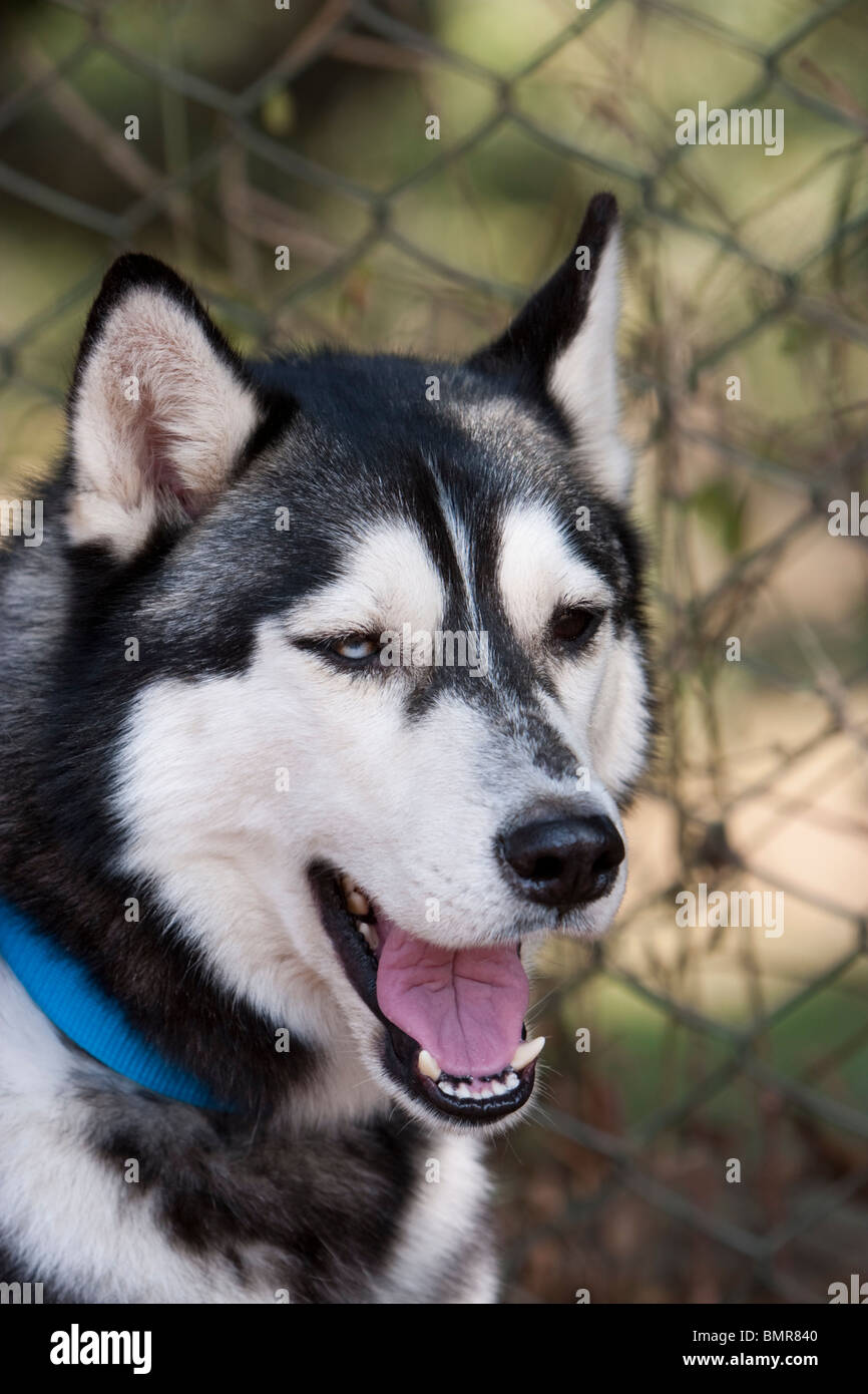 A Siberian Husky dog at a dog show in Bangalore, India Stock Photo - Alamy