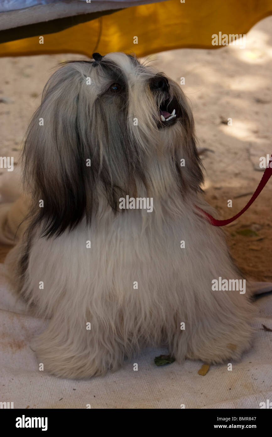 Shih Tzu dog at a dog show in Bangalore Stock Photo Alamy