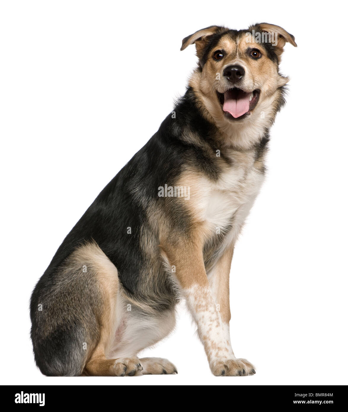 Mixed Australian shepherd dog, 8 months old, sitting in front of white background Stock Photo