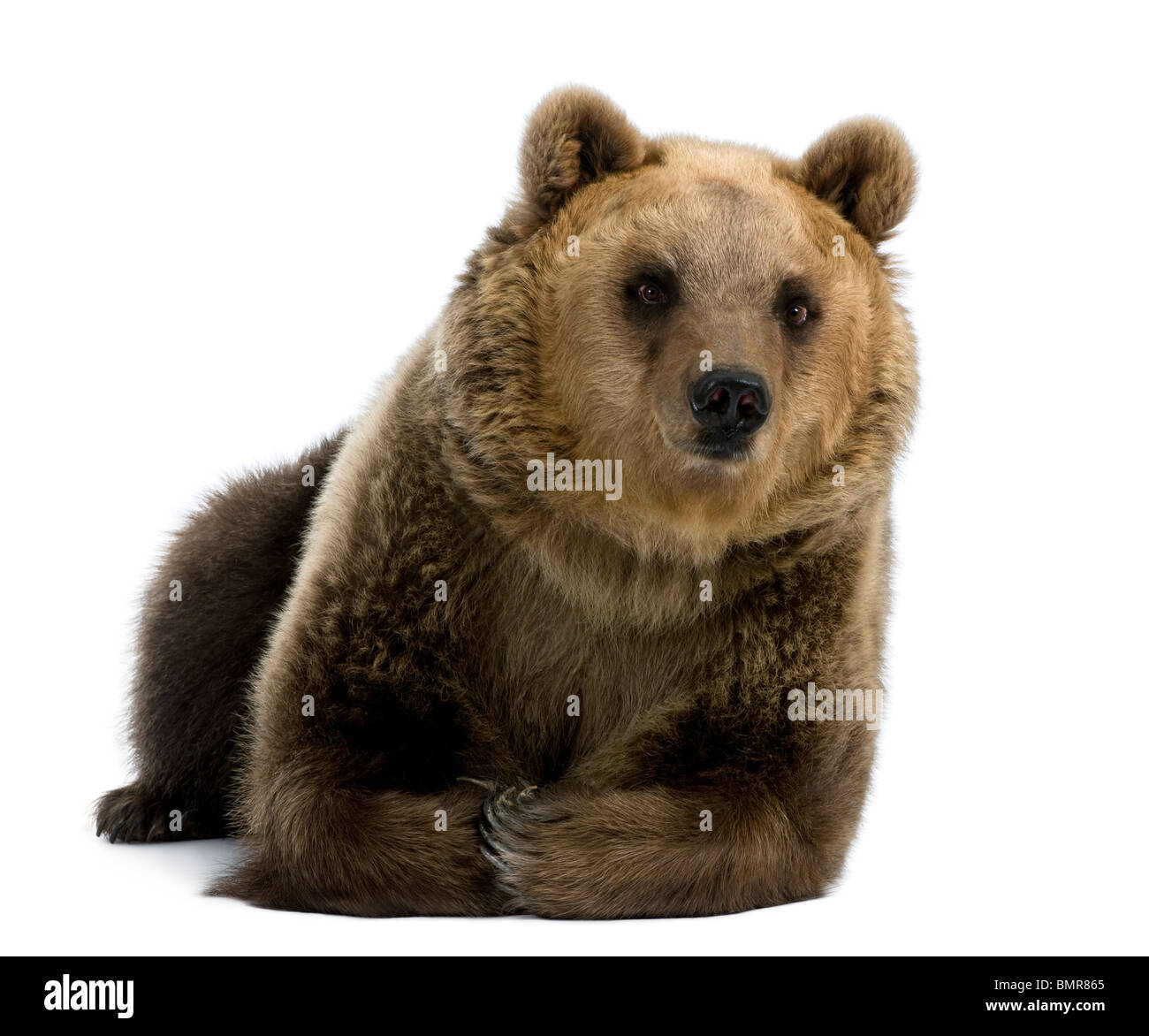 Female Brown Bear, 8 years old, lying down against white background Stock Photo