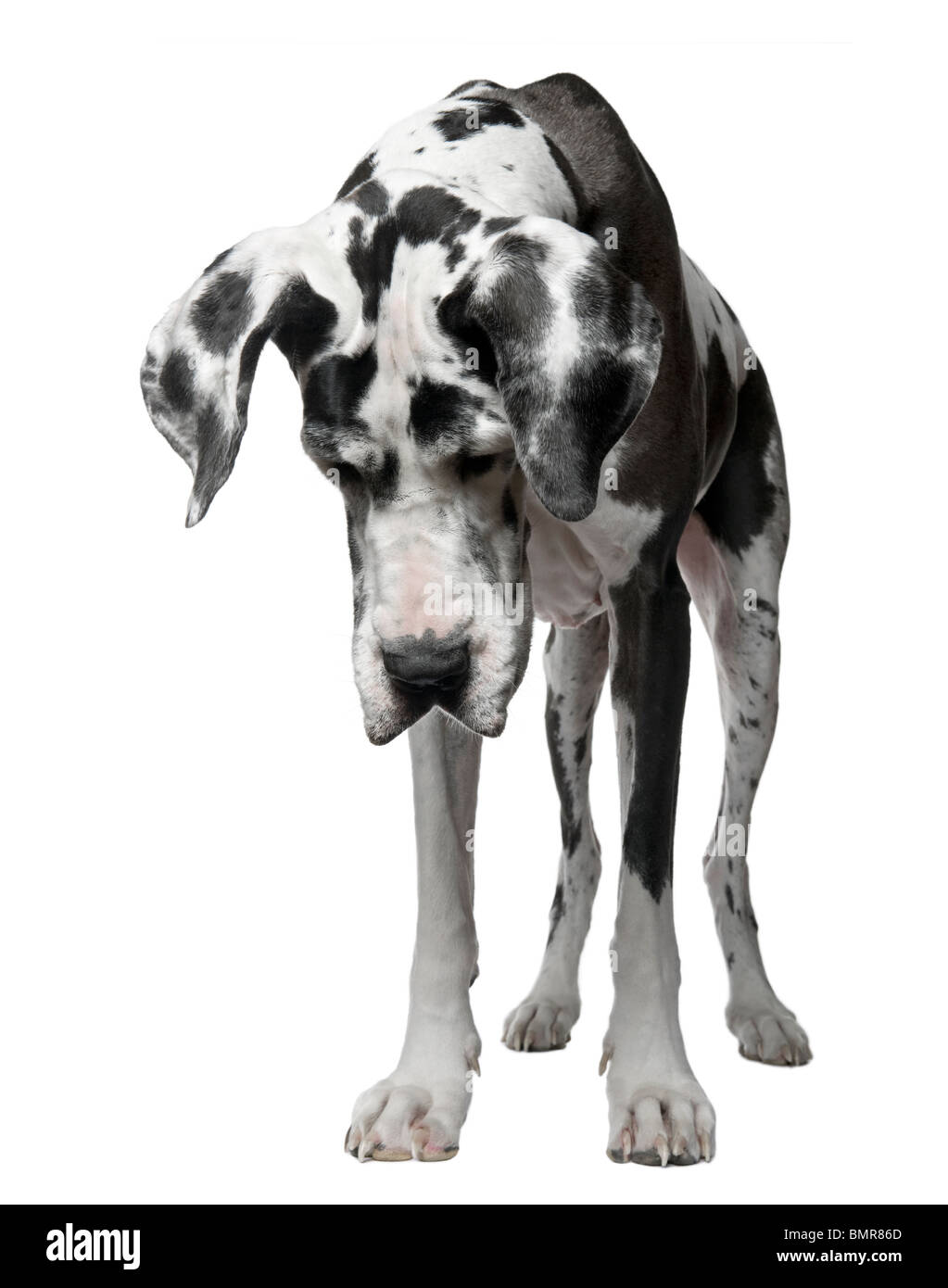 Harlequin Great Dane, 5 years old, standing against white background Stock Photo