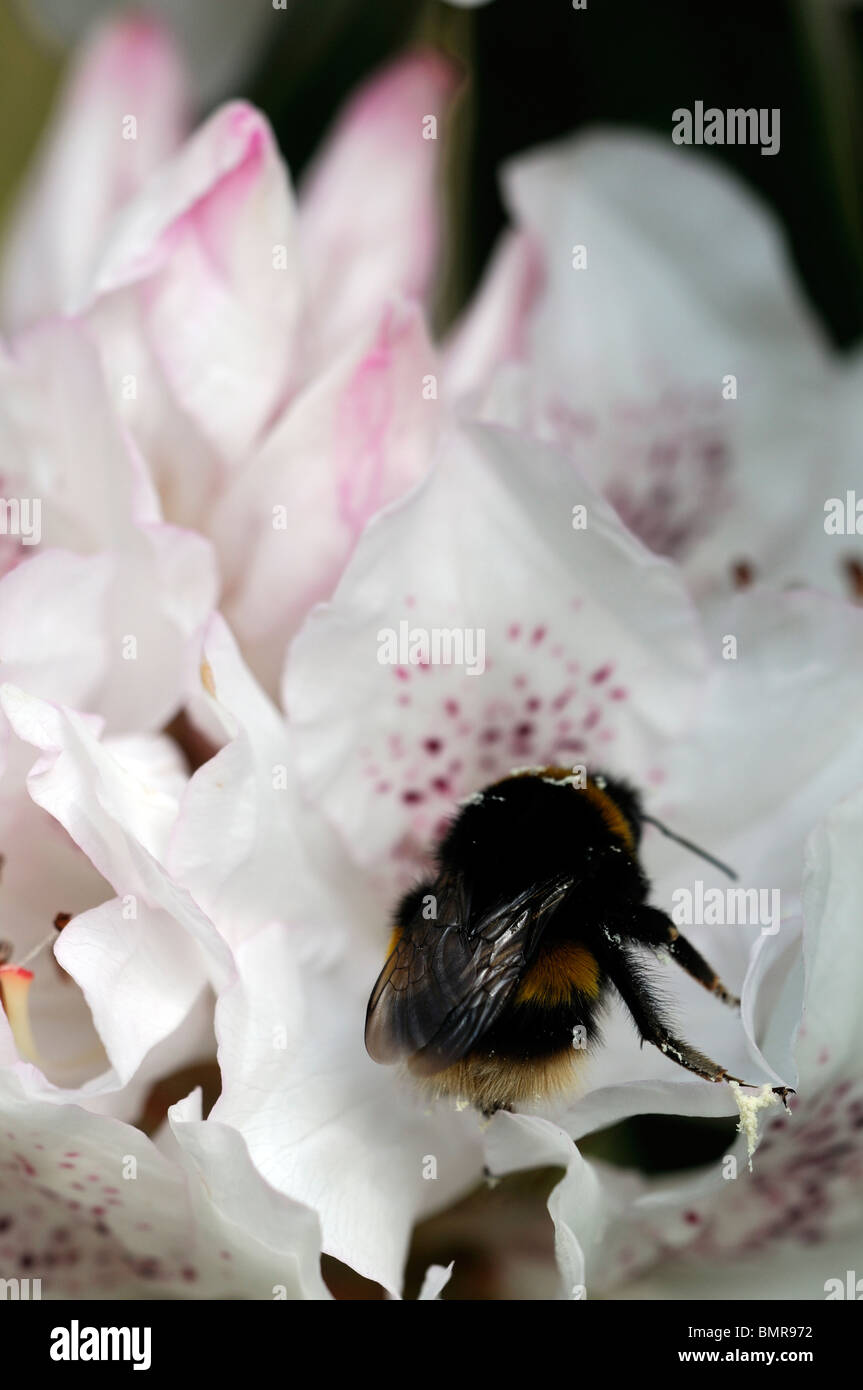 rhododendron boddaertianum hybrid white pink spotted flower bloom blossom spring evergreen shrub  bumble bee feeding feed nectar Stock Photo