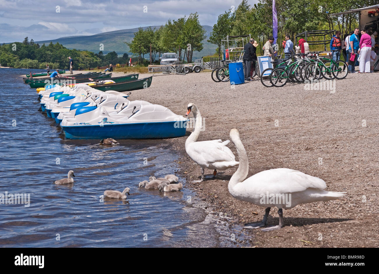 A family of swans are entering Loch Lomond at Loch Lomond Shores West Dunbartonshire Scotland with boats and cycles for hire. Stock Photo